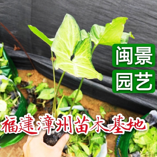 漳浦县合果芋盆栽  合果芋 福建漳闽景园艺