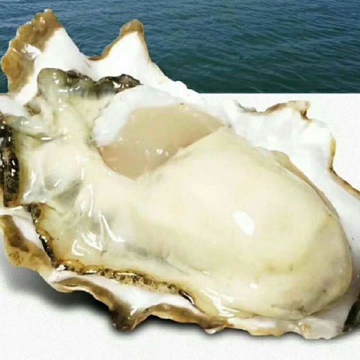 打造乳山最肥牡蛎，用行动说话，质量说话。