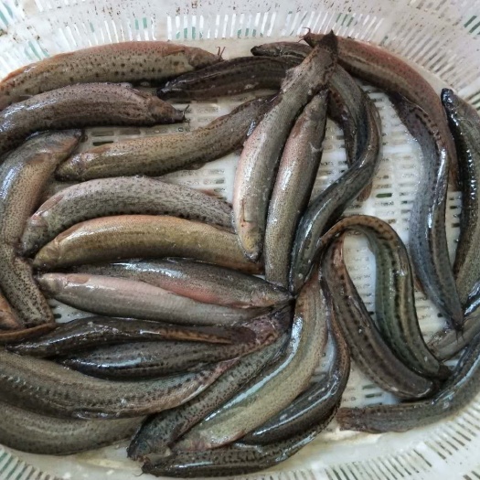  常年批发泥鳅大小规格都有