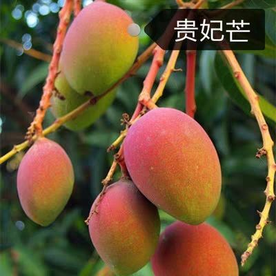 灵山县贵妃芒果苗