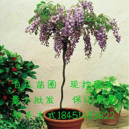 沭阳县 多花紫藤树苗 紫藤苗盆栽紫藤花苗攀援花卉紫藤盆栽爬藤植物凌