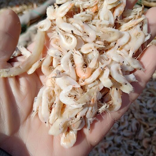 滨州虾皮 小白虾