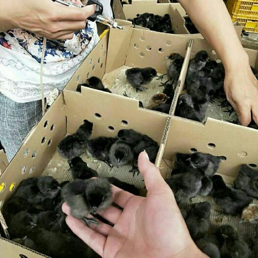 灌南县 出售黑鸡苗土鸡苗三黄鸡芦花鸡等鸡苗