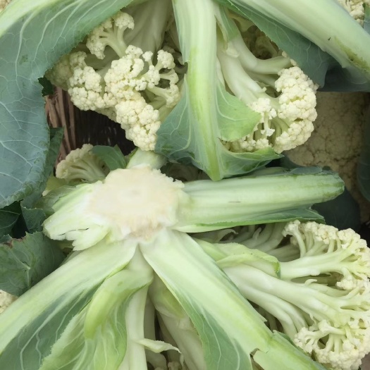 嘉鱼县白花菜花 花菜大量供应中