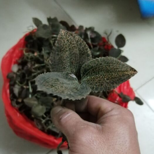 连山县金钱莲