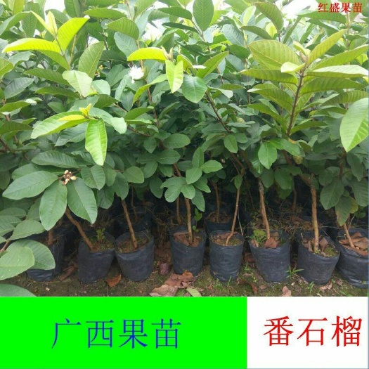 灵山县红心芭乐番石榴苗 红心番石榴，嫁接苗，当年结果