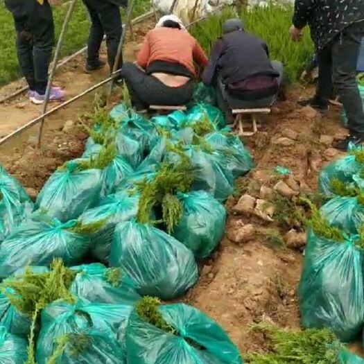 莒南县 龙柏杯苗，20公分以上，需要的联系