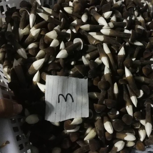 单县鸡枞菌 四季种植   支持发货     种植面积大