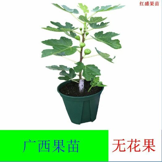 灵山县红心无花果苗 无花果