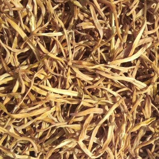 大荔县 陕西大荔黄花菜基地，品质好，质量好。