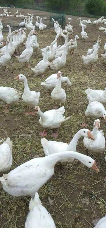 淮滨县大三花鹅 6-8斤 统货 半圈养半散养