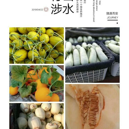 东方蜜1号 1.5斤以上