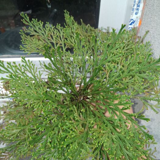 文成县 纯卷柏杆粗高20厘米左右批发零售