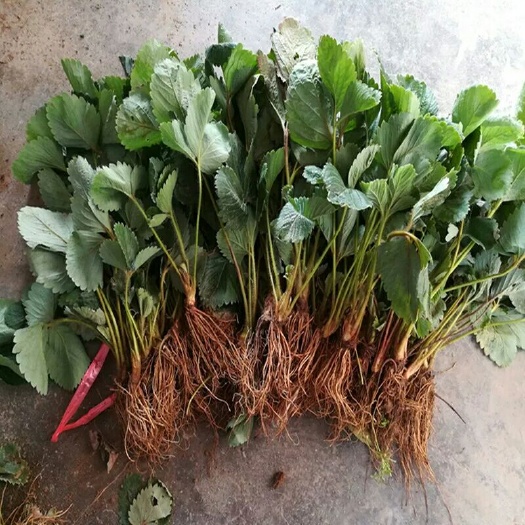 沭阳县 四季草莓苗果树苗南北方当年结果盆栽地栽红颜奶油阳台种植草莓苗