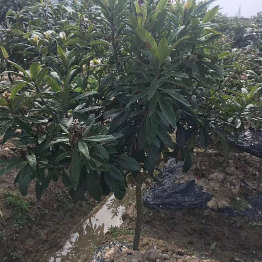 九江白沙枇杷苗