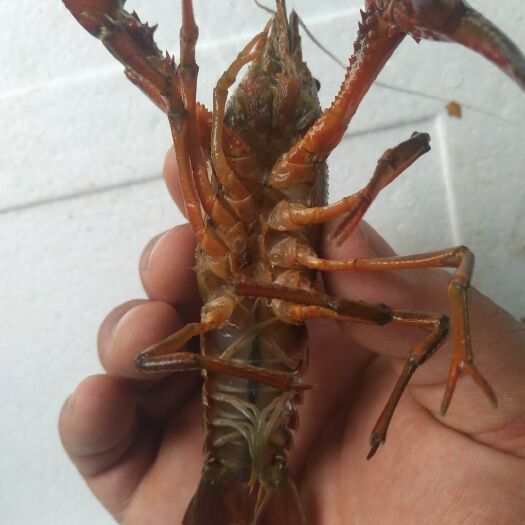 灌云县青壳小龙虾 龙虾，塘口直接发货，需要的联系我，两大从优，不真诚的，请勿打