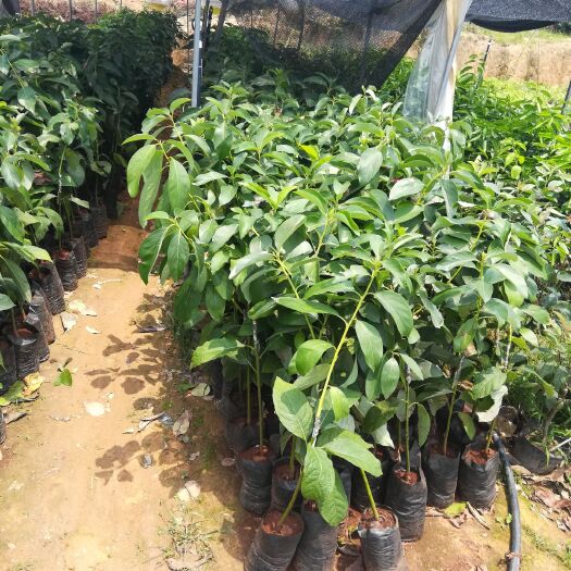 灵山县牛油果苗 0.5~1米