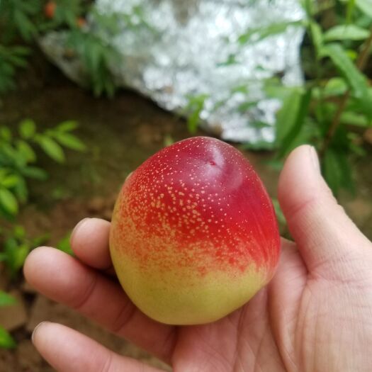 新绛县中油4号油桃 2两以上 55mm以上 