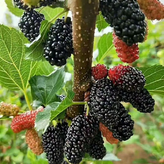 灵山县 果树苗长果桑无籽十大果桑树苗桑葚树苗适合庭院种植‘