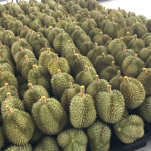 南宁泰国金枕榴莲 批发，供应泰国金枕，一手货源，型美价优，货源稳定，诚信经营。