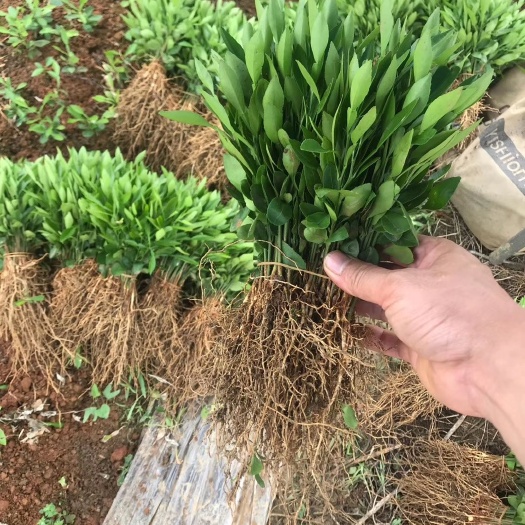 资源县香橙苗 小叶香橙奶苗