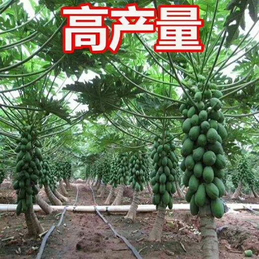 灵山县 红心木瓜苗