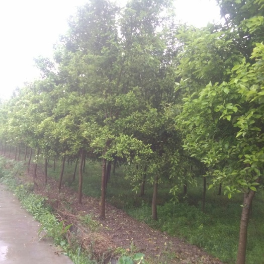 香橼树   香泡