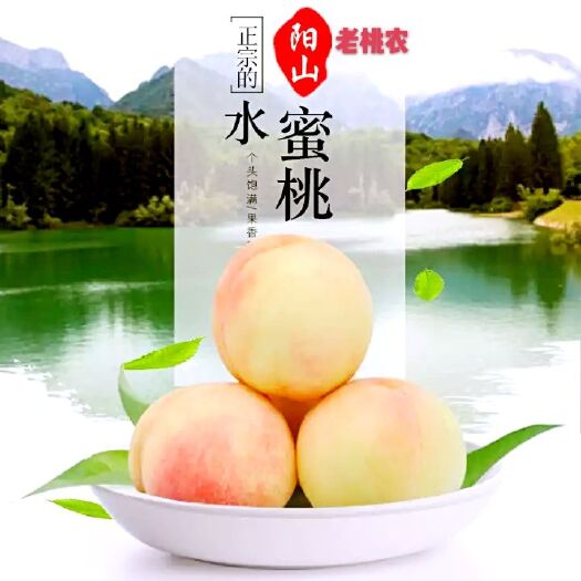 无锡无锡阳山水蜜桃 新鲜水果 顺丰空运 当天采摘