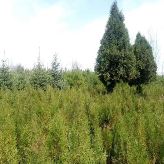 兰州侧柏苗 大量低价出售各种规格的柏树、杨树、柳树、槐树等