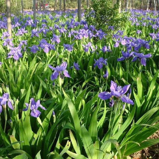 沭阳县 地被植物，鸢尾，