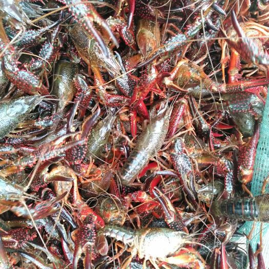 武汉青壳小龙虾 4-6钱 人工养殖