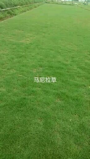 广州马尼拉草皮