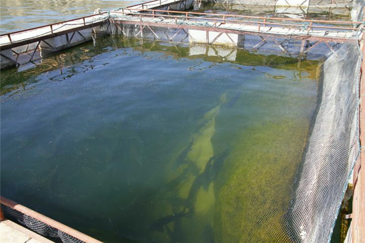 红鲳鱼苗  优品鲳鱼苗 白鲳小魚苗鲜活发货