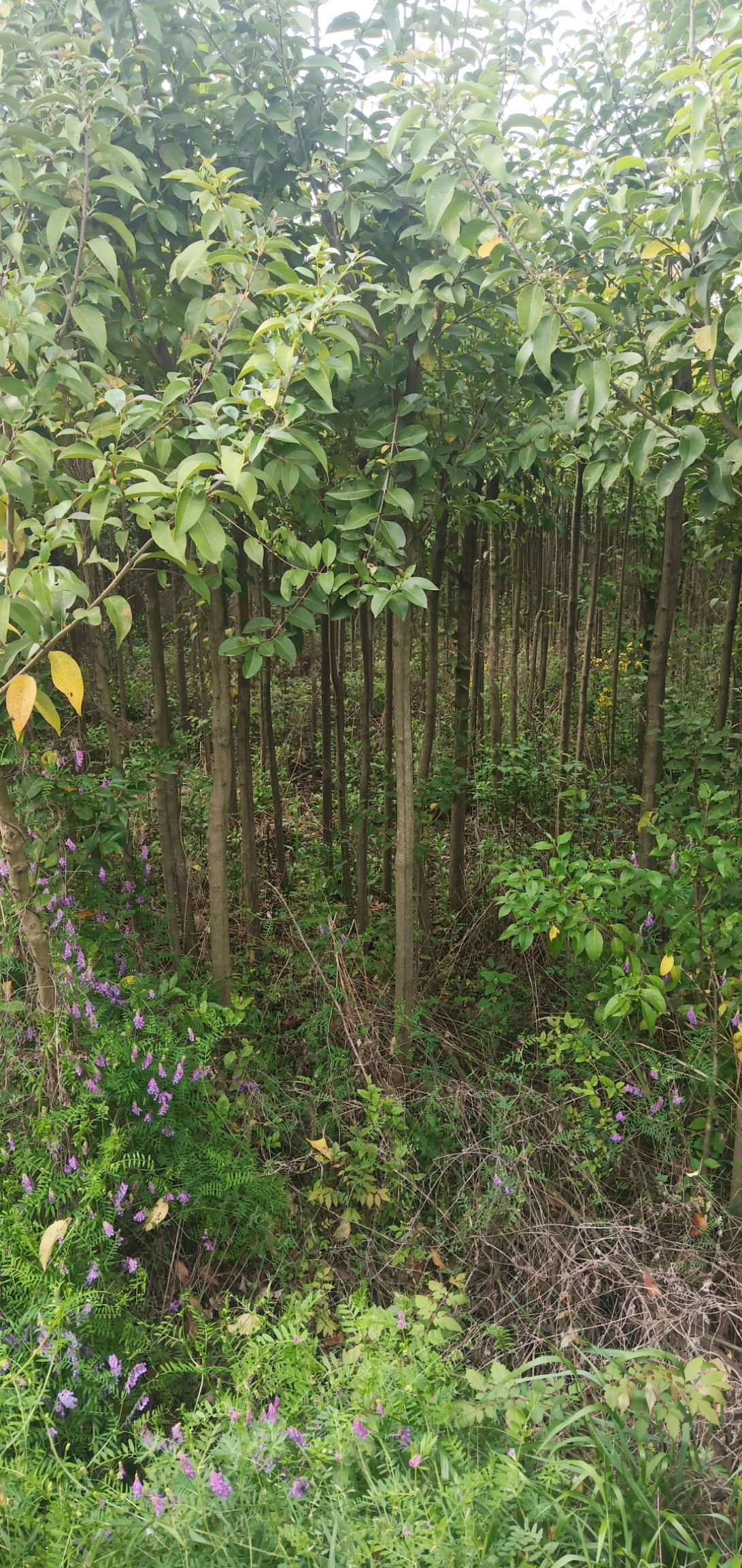  高杆女贞 大叶女贞 冬青树 占地赔偿专用价格低