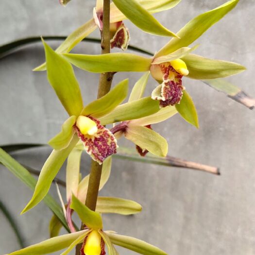 舒城县舒城小兰花 兰花茶叶。六安瓜片。枞树菌，乌，黄，都有，价格时价