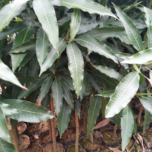 灵山县台农芒果苗 个子小肉厚核小今年销量最好的果苗