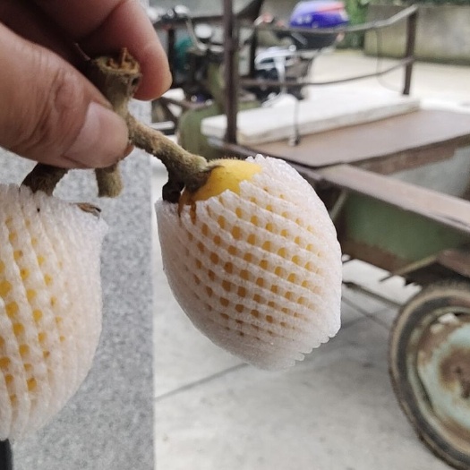 象山县 枇杷