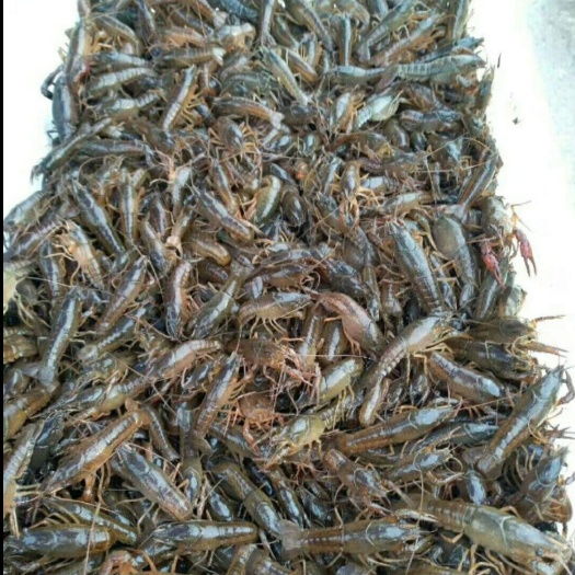 信阳小龙虾苗 包%95以上存活率