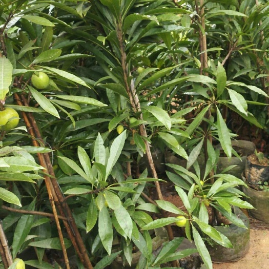 灵山县蛋黄果苗 树蛋果苗 鸡蛋果苗