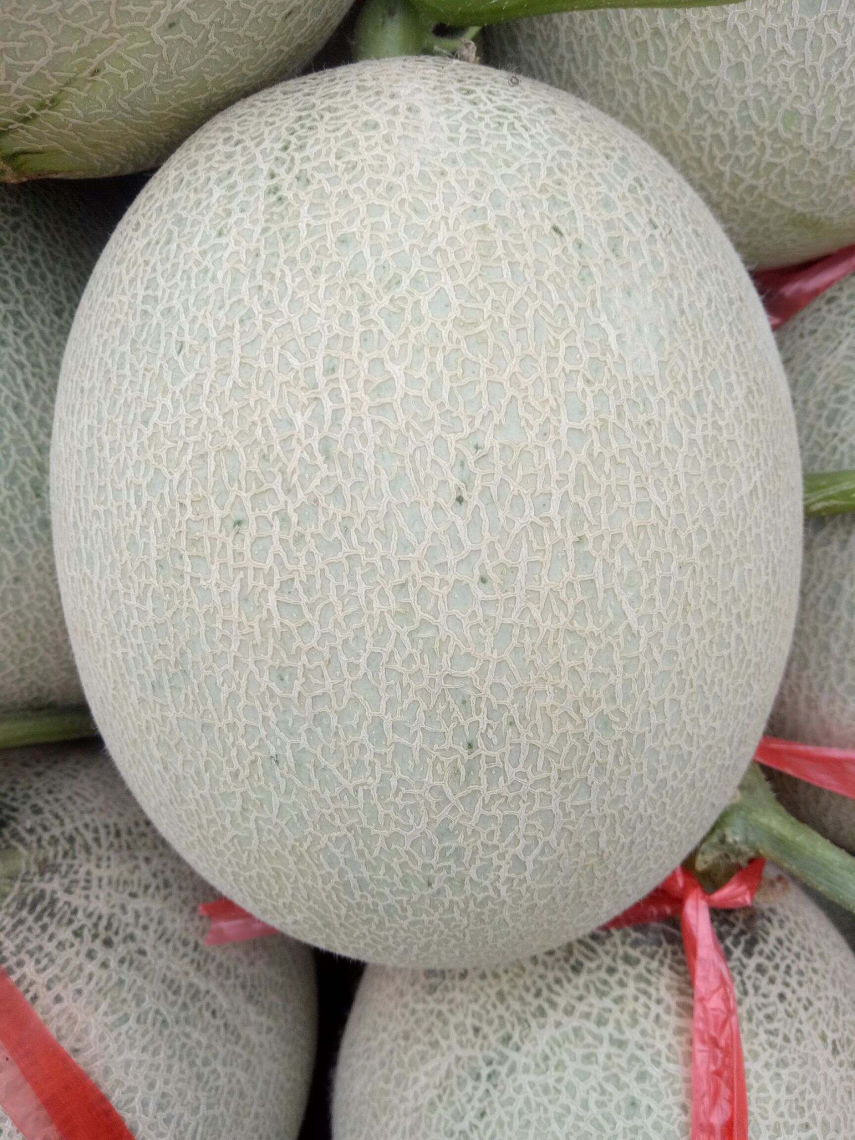 鲁厚甜一号 甜掉牙