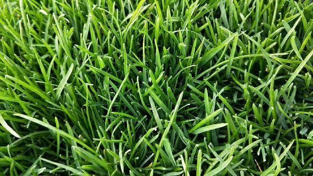 石家庄 高羊茅