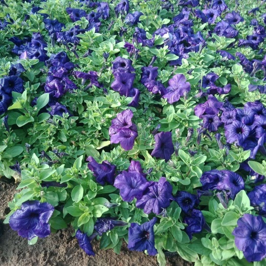 青州市 牵牛花