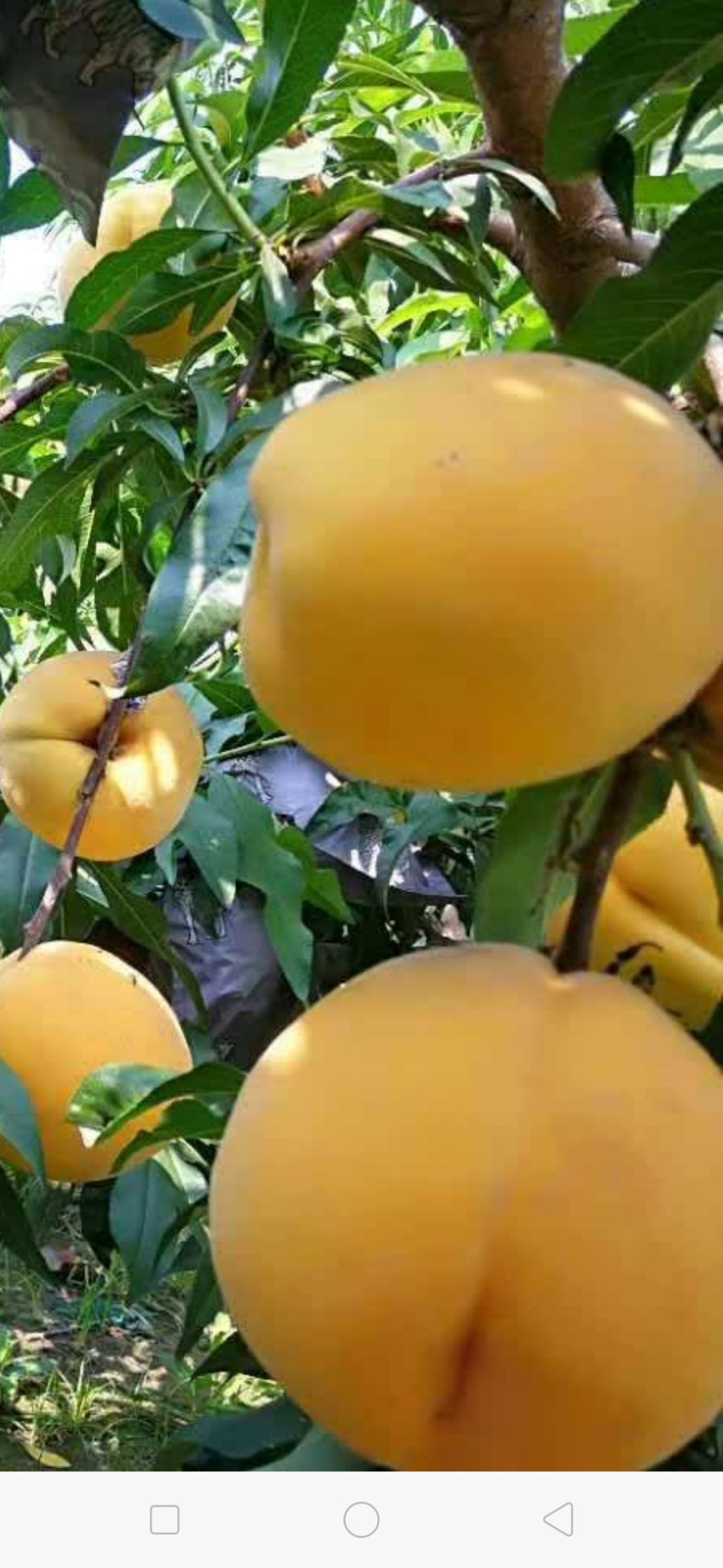 锦绣黄桃苗官方认证放心苗成活高技术指导服务