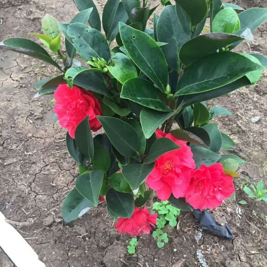 灵山县红花油茶树 红花茶，营养杯栽培