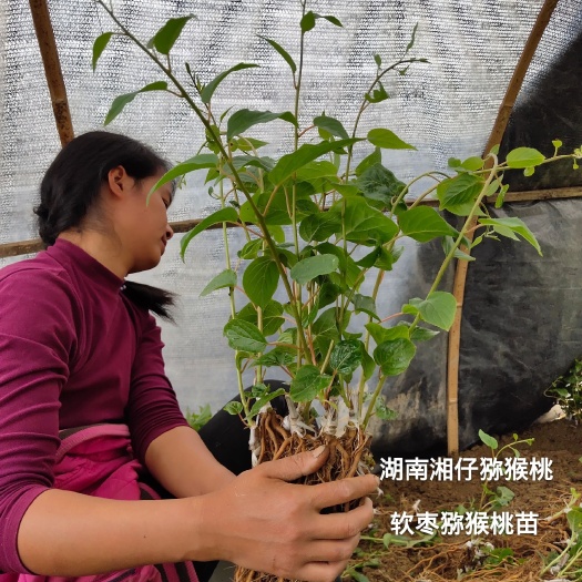 隆回县 软枣猕猴桃苗 龙城2号