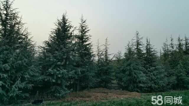  雪松       蜀柏     迎客松