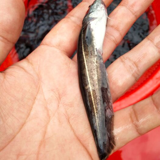 博罗县大口鲶鱼苗 南方杂交大囗鲶鱼