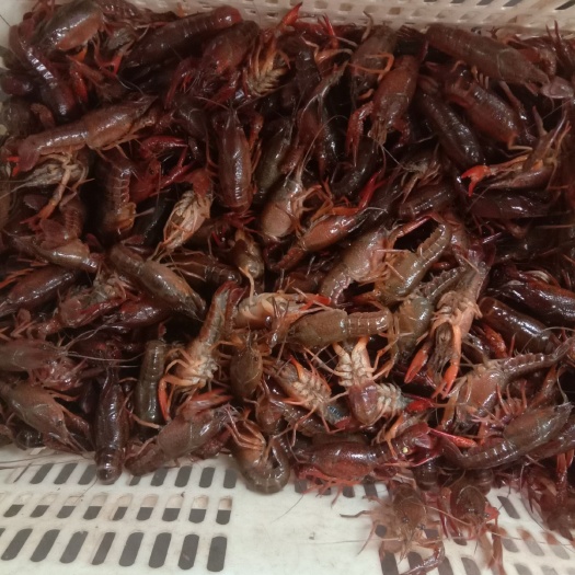 潜江市 各种规格的小龙虾