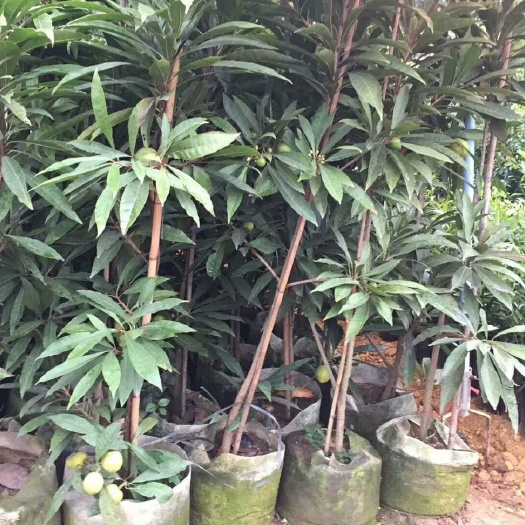 灵山县蛋黄果苗 树蛋果苗 蛋黄果