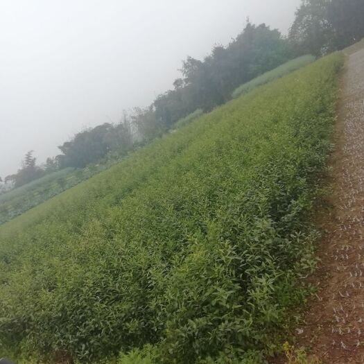 资阳 香橙苗 ，实生苗。
